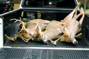 Three deer in the back of a truck after a hunt