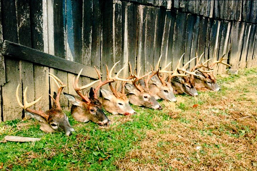 A row of deer heads at Long Creek Outfitters